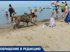 Гости курорта обратились к мэру с просьбой убрать бродячих собак с пляжа