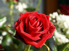 Этой осенью Анапу украсят три тысячи кустов роз