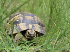 Анапские краснокнижные черепахи начали откладывать яйца