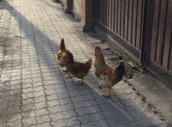 В Витязево под Анапой на улице можно увидеть не только кошек и собак