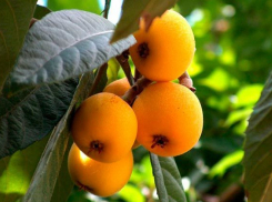  О фруктах нисперо, шесек, поква и бива слышали? А они в Анапе есть!