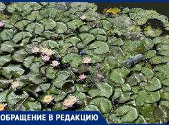 Бутылки и другой мусор портят всю красоту цветущих кувшинок на речке Анапке