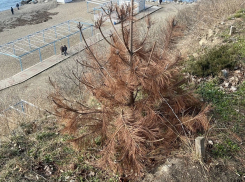 «Дело о пожелтевших соснах» на 18 млн рублей рассматривают в суде