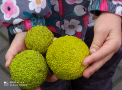 Какой плод, который созревает в Анапе, называют божий дар или адамово яблоко 