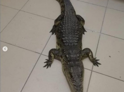 В Витязево у фотографов изъяли крокодила, а в Анапе хулиган повредил иномарку