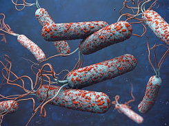 В Анапе проведут отбор воды на наличие холерных вибрионов