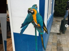 В Анапе у фотографов снова изъяли птиц