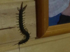 «Кусают больно»: анапчане о заползающих в дома сколопендрах