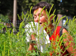 Анапчан призывают не допускать массового цветения амброзии