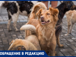 Возле ЖК «Развитие» стая собак нападает на детей и кошек