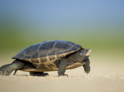 Во Всемирный день черепахи в Анапе облачно