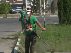 В Анапе серьёзно занялись ликвидацией амброзии