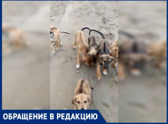 Улицу Прибрежную в Супсехе облюбовала свора бездомных собак