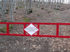 Четверо туристов вырубали деревья в заповеднике «Утриш» под Анапой