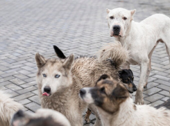 Роспотребнадзор: в Анапе с начала года животные покусали 681 человека 