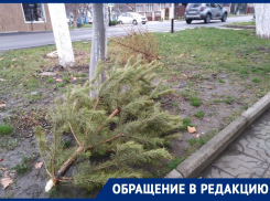 Анапчанка предложила давать «вторую жизнь» ёлкам, выброшенным на улицу после праздников