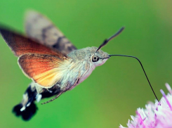В Анапе можно встретить уникальную бабочку – почти что колибри – бражник