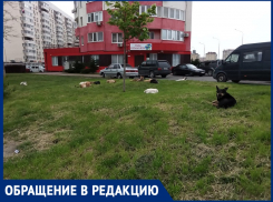 Опять бездомные псы: «Напротив «Красной Площади» агрессивная свора собак бросается на людей»