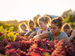 Сладкая ностальгия: анапский виноград в учебных буднях советского времени
