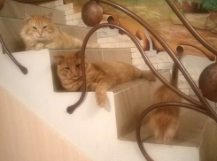 Четыре рыжих кота живут дружно