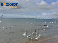 Береговой патруль Анапы: интересные факты о чайках