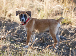 Как и где искать пропавшую собаку: советы анапчанам