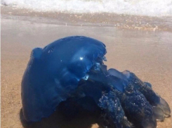 Под Анапой в станице Благовещенской обнаружили ярко-синюю средиземноморскую медузу