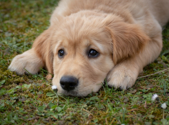 2 декабря, в День пушистой нежности, в Анапе дожди прекратятся