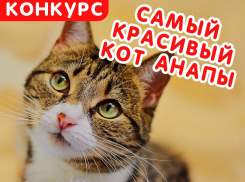 Голосование в конкурсе «Самый красивый кот Анапы» завершилось