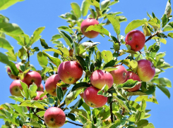 В День яблони в Анапе будет облачно