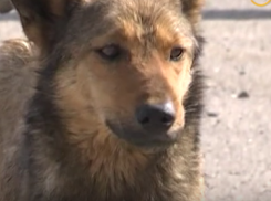 В Анапе ищут мужчину, скормившего бездомной собаке вместе с мясом петарду. (Видео)