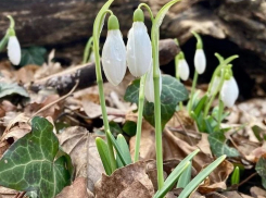 Предвестники весны: что цветет в марте в окрестностях Анапы