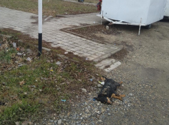 Анапчанка интересуется, кто должен убирать с улиц трупы бродячих животных?