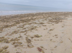 Новые выбросы мазута зафиксировали в Анапе 