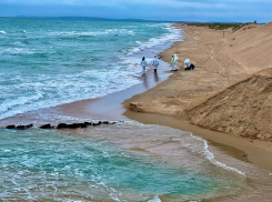 На Бугазской косе нашли мертвых дельфинов
