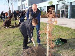 В Анапе высадили кипарисовую аллею вдоль реки 