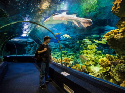 В угоду отдыхающим – в Анапе шесть компаний незаконно используют животных для развлечений