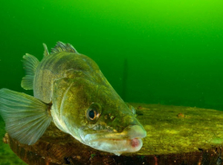 В апреле 1936 года из Азовского моря в Анапу прибыл целый косяк судака