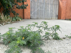 В Анапе стартовал сезон цветения амброзии: как бороться с агрессивным сорняком