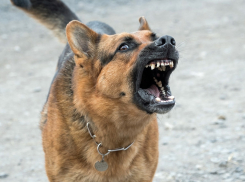 «Намордники надевайте своим шавкам!»: анапчанка о недавних случаях нападения собак