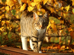 В Анапе осень вступает в свои права