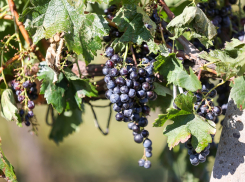 В Анапе собирают богатый урожай винограда