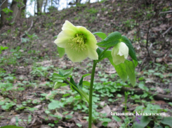 В Анапе усилен контроль за краснокнижными первоцветами
