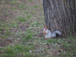В Белкограде пополнение: пушистые жители осваивают территории