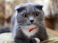 Интересные факты в мире, о которых анапчане могли не знать