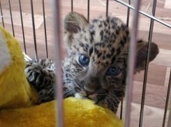 Пока в Анапе защищают животных, из Краснодара в Узбекистан незаконно хотели вывезти тигрёнка