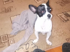 В городе Анапа объявлен план-перехват: ищем Палкана