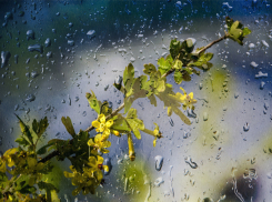 С четверга, 7 февраля, в Анапу возвращаются дожди