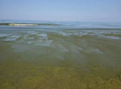 Вместо лазурного — ядовито-зелёный. Что случилось с морем в Анапе?