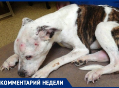Воспитание жестокости у женщин и собак в Анапе: комментирует специалист